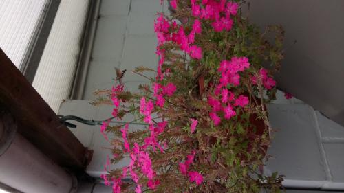 Réf. 213 504 : Macroglossum stellatarum